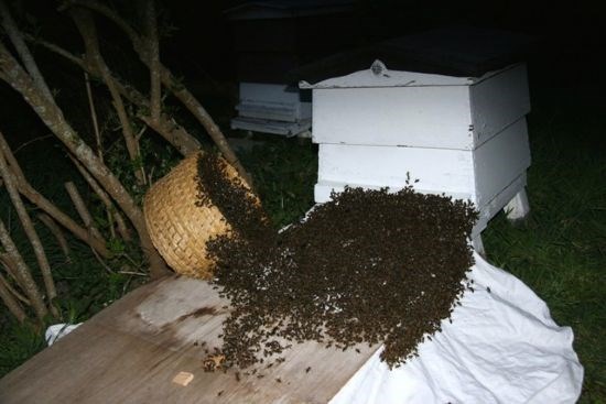 Hiving a swarm